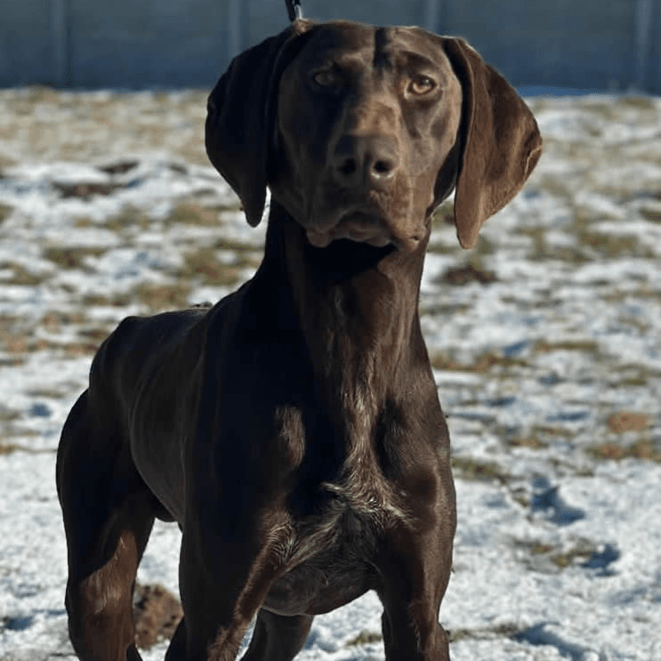 K9 working dog