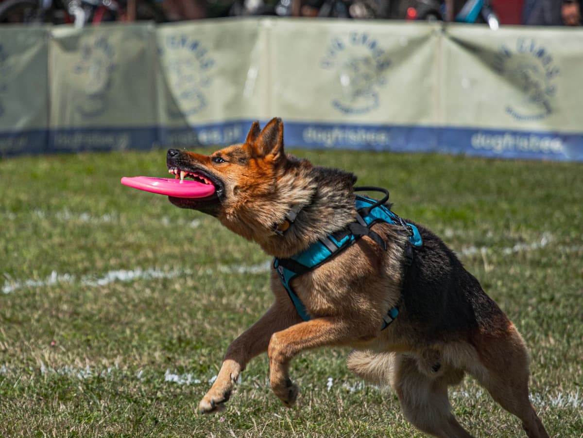 Police K9 catching frisbee during training